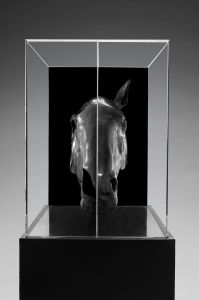 EQUUS EQUUS
