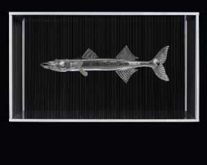 PETIT BARRACUDA PETIT BARRACUDA