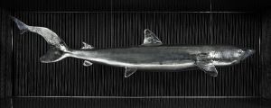 REQUIN REQUIN