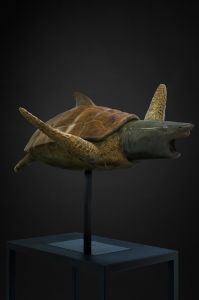 TORTUE-REQUIN TORTUE-REQUIN