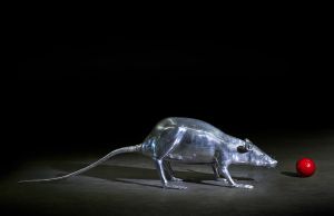 LE RAT LE RAT