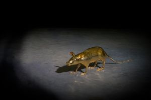 PETIT RAT PETIT RAT